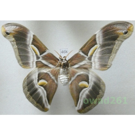 Samia cynthia (Drury, 1773) male ex. ovo China 108mm46k